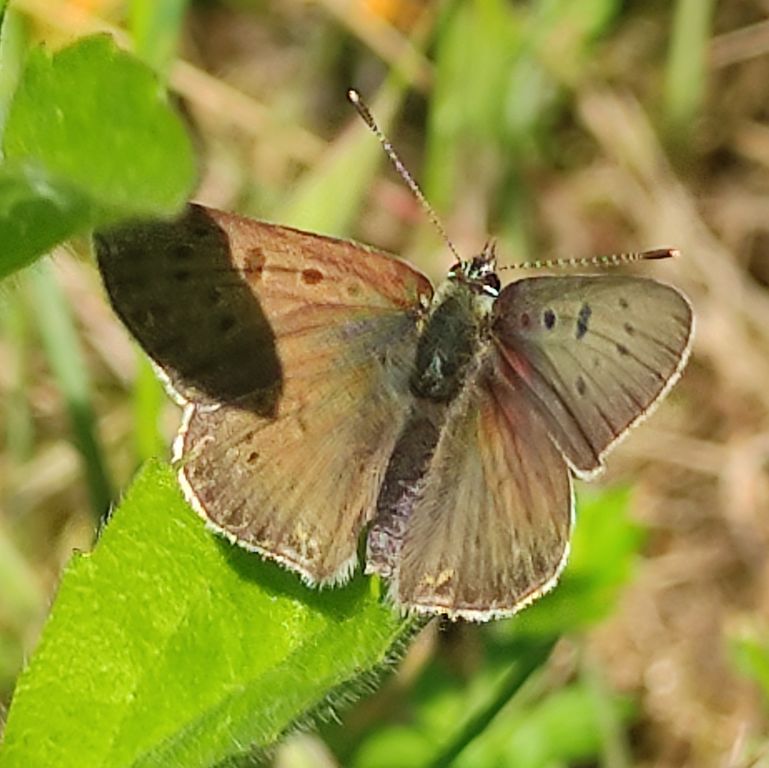 Lycaena tityrus (Poda von Neuhaus, 1761)