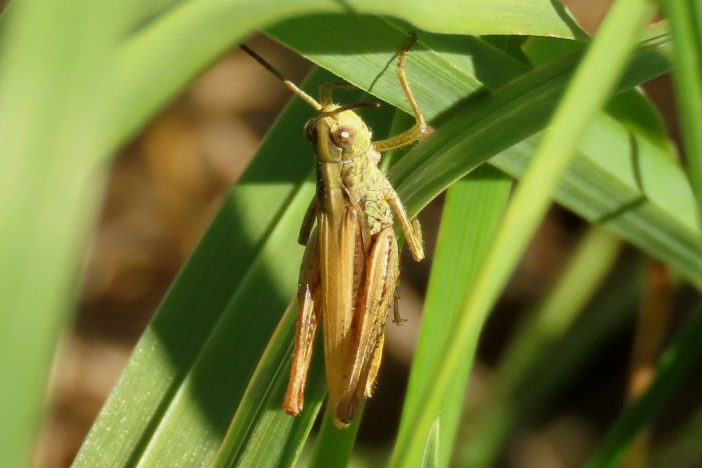 Insecta