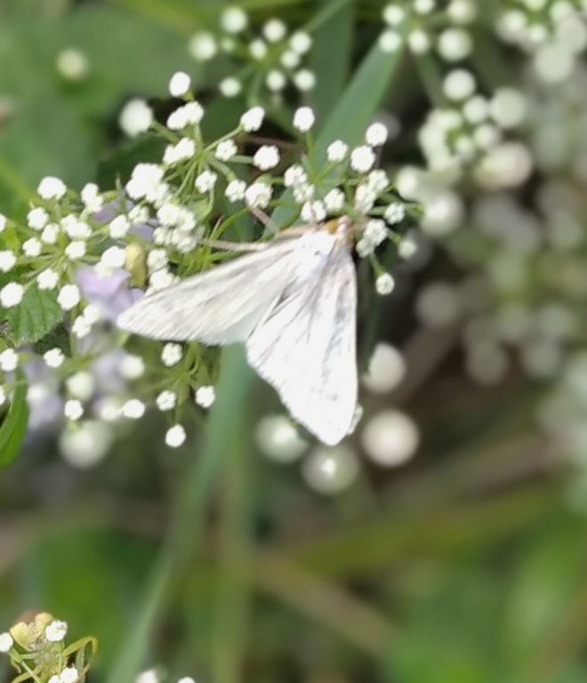 Lepidoptera Linnaeus, 1758