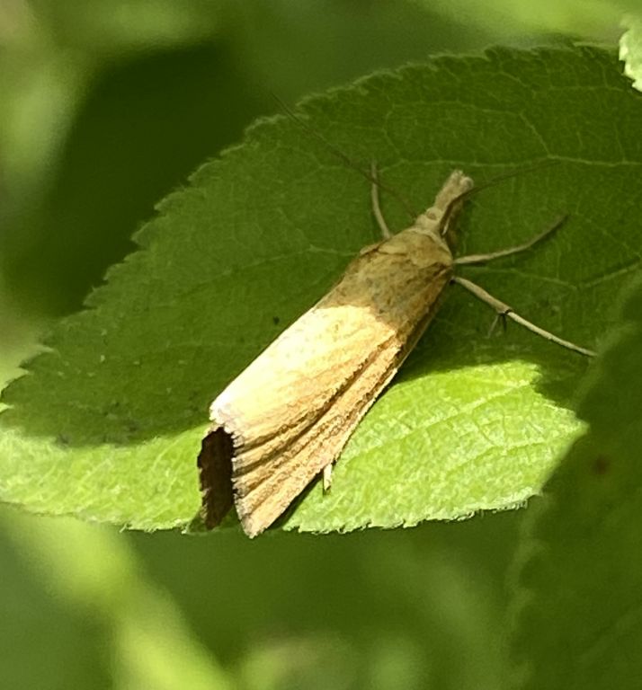 Lepidoptera Linnaeus, 1758