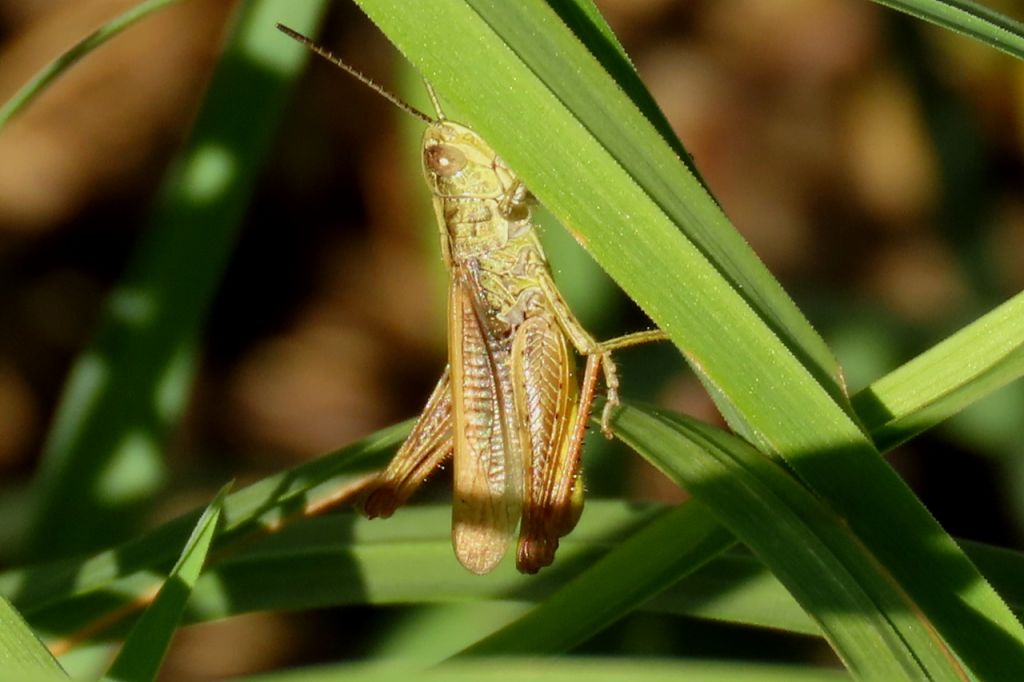 Insecta
