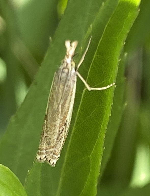 Lepidoptera Linnaeus, 1758