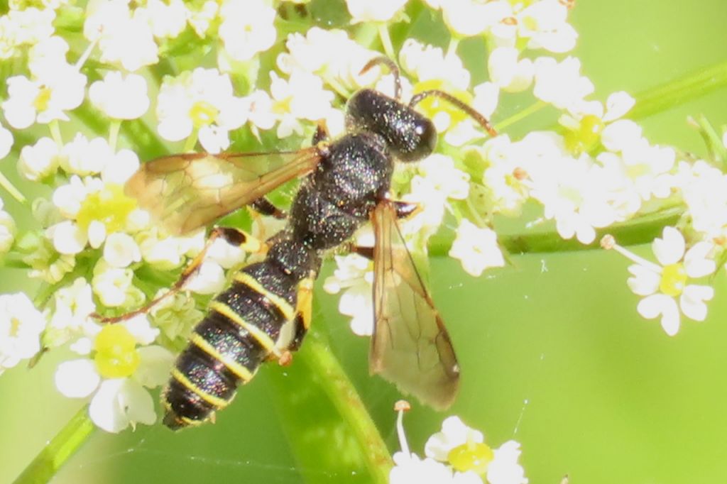 Cerceris arenaria (Linnaeus, 1758)
