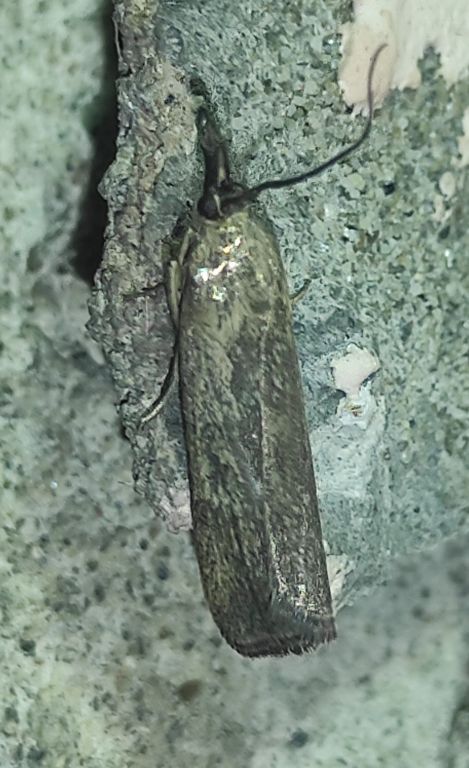 Lepidoptera Linnaeus, 1758
