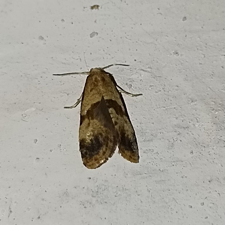 Lepidoptera Linnaeus, 1758