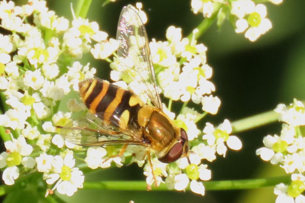 Syrphus ribesii (Linnaeus, 1758)