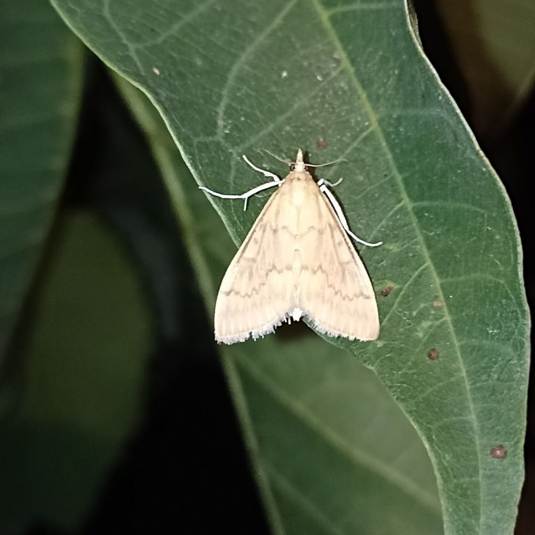Lepidoptera Linnaeus, 1758