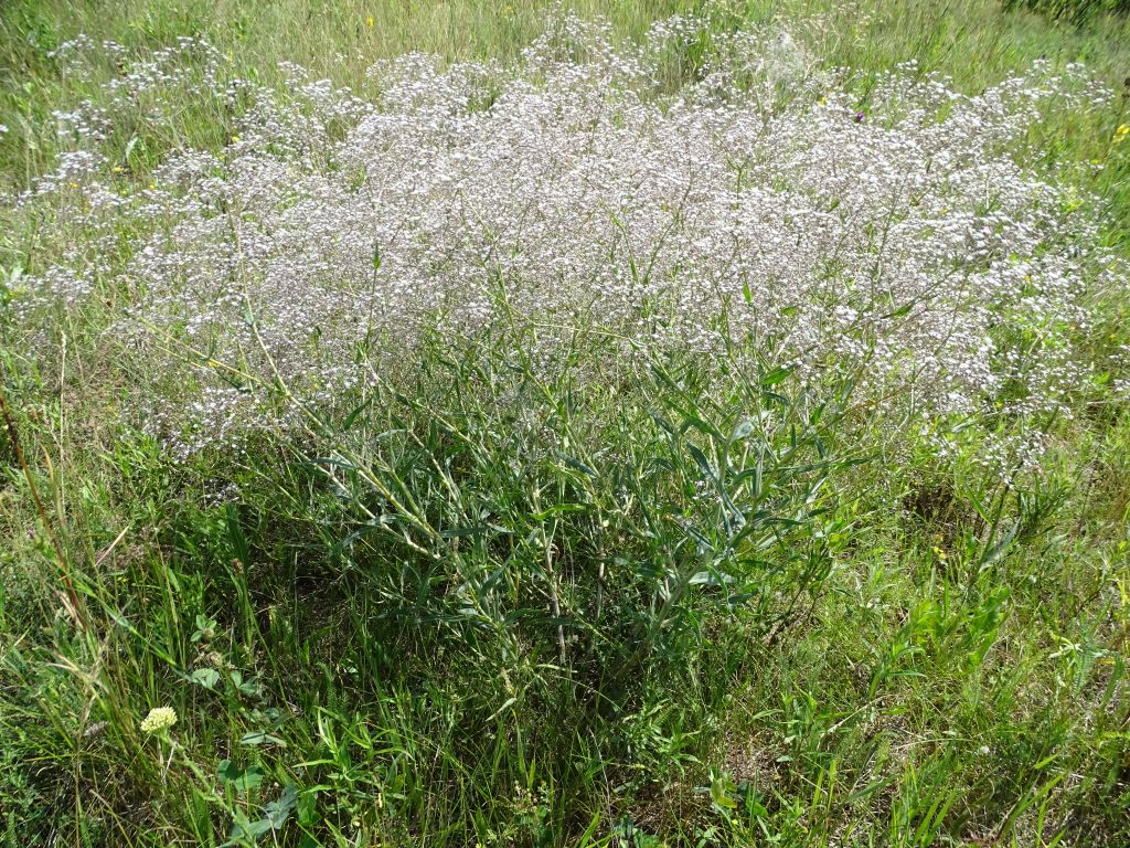 Gypsophila paniculata L.
