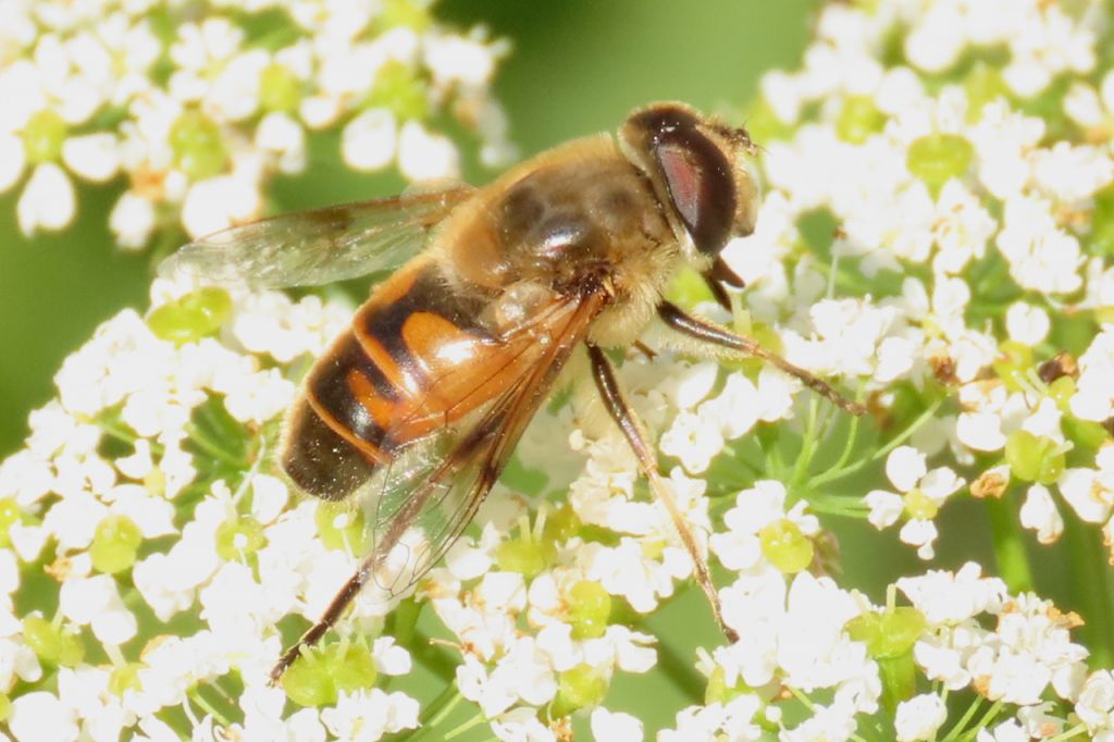 Eristalis tenax (Linnaeus, 1758)