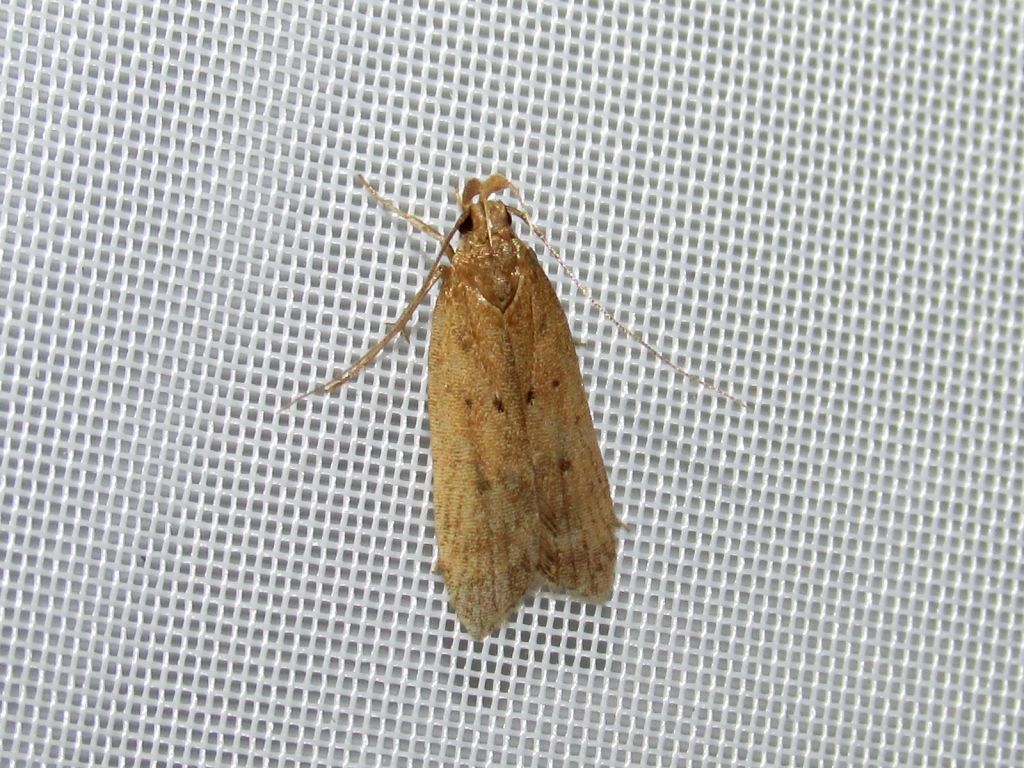 Helcystogramma lutatella