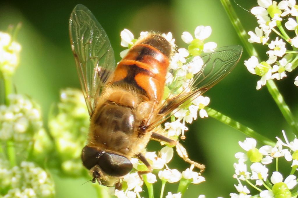 Eristalis tenax (Linnaeus, 1758)