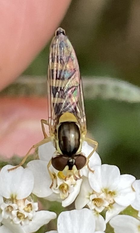 Sphaerophoria scripta (Linnaeus, 1758)