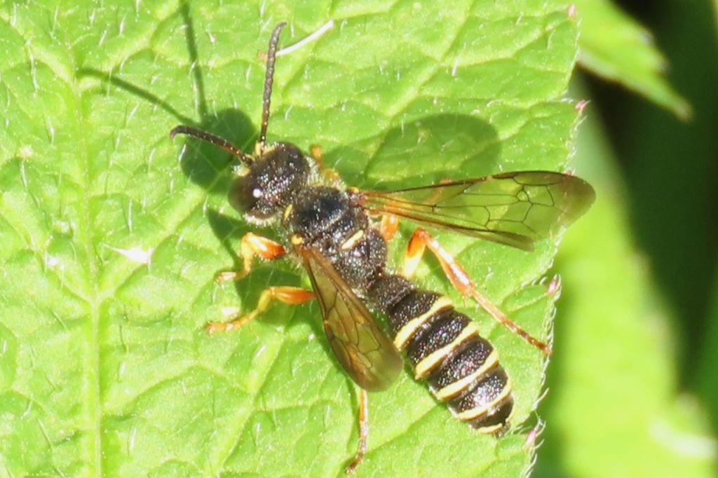 Cerceris arenaria (Linnaeus, 1758)