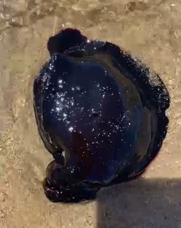 Mollusca