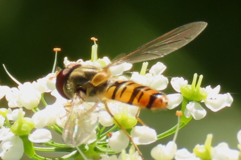 Episyrphus balteatus (DeGeer, 1776)