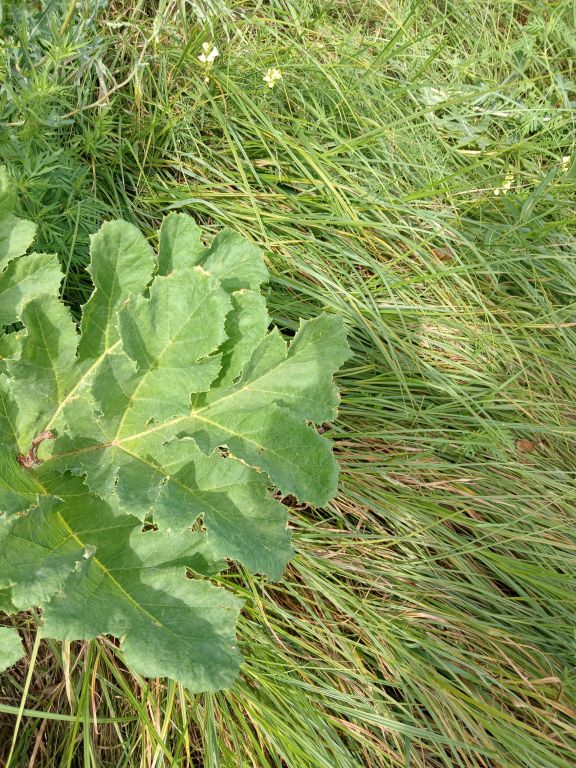 Heracleum sosnowskyi Manden.