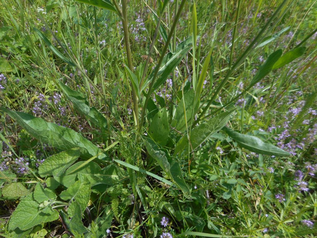 Centaurea scabiosa L.