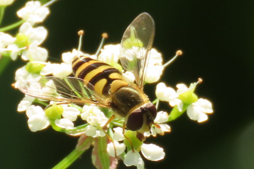 Syrphus ribesii (Linnaeus, 1758)