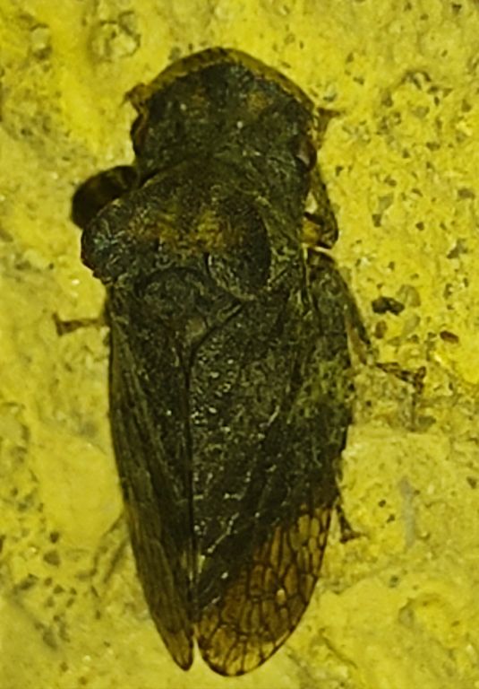 Ledra aurita (Linnaeus, 1758)