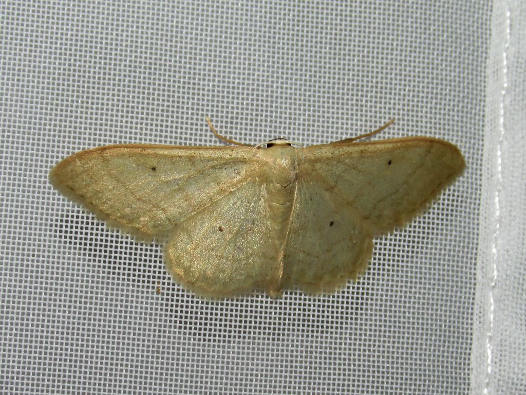 Idaea straminata