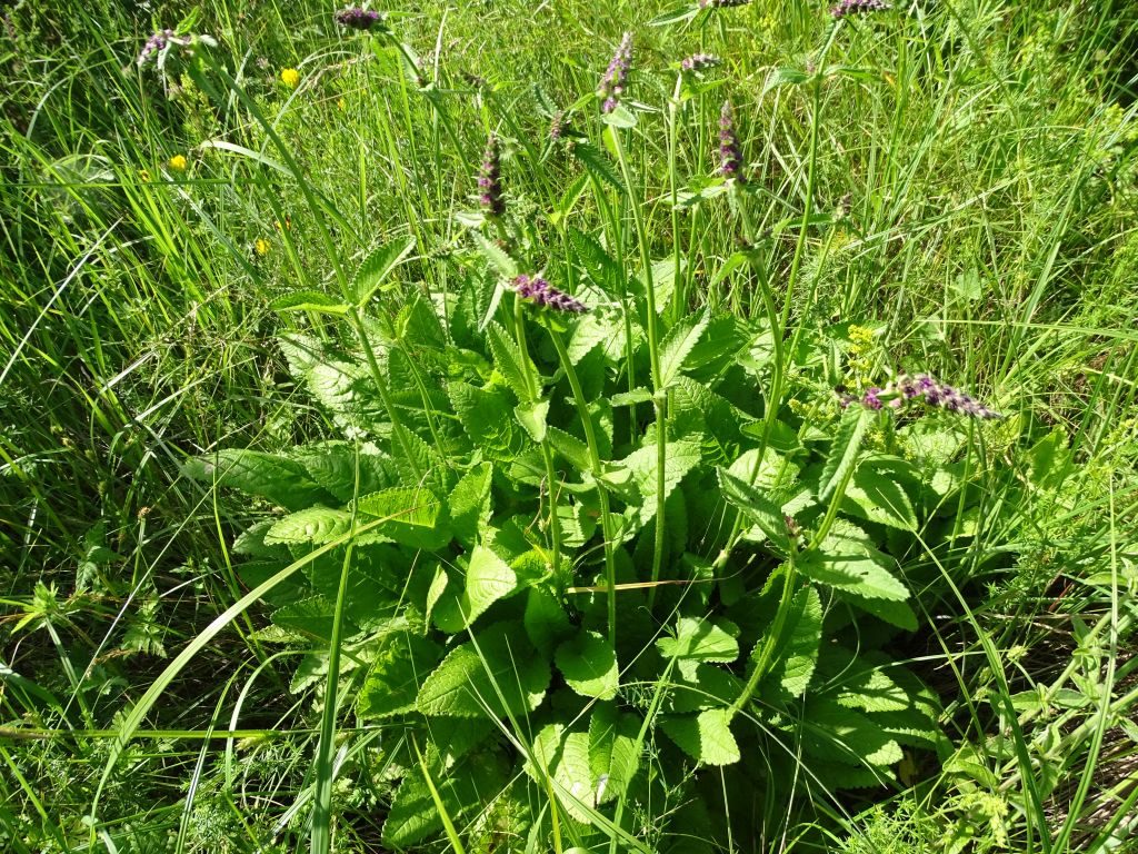 Betonica officinalis L.