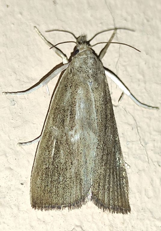 Lepidoptera Linnaeus, 1758