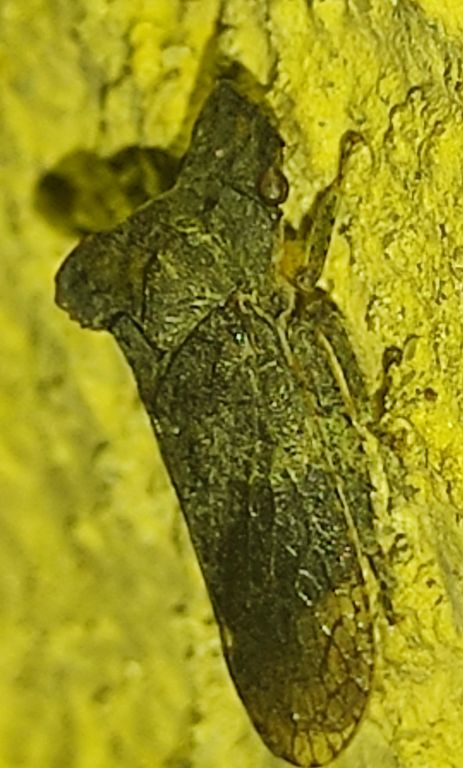 Ledra aurita (Linnaeus, 1758)