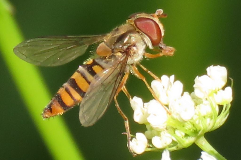 Episyrphus balteatus (DeGeer, 1776)