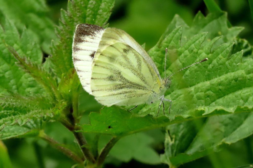 Pieris napi (Linnaeus, 1758)