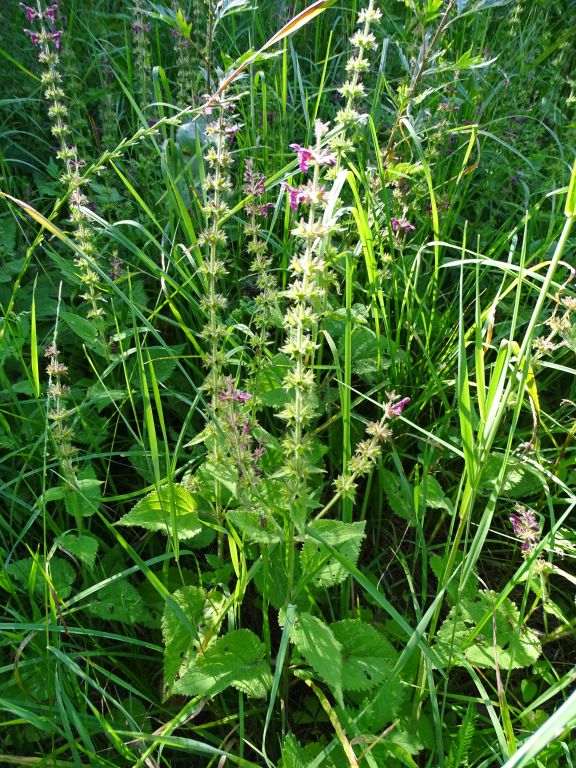 Stachys sylvatica L.