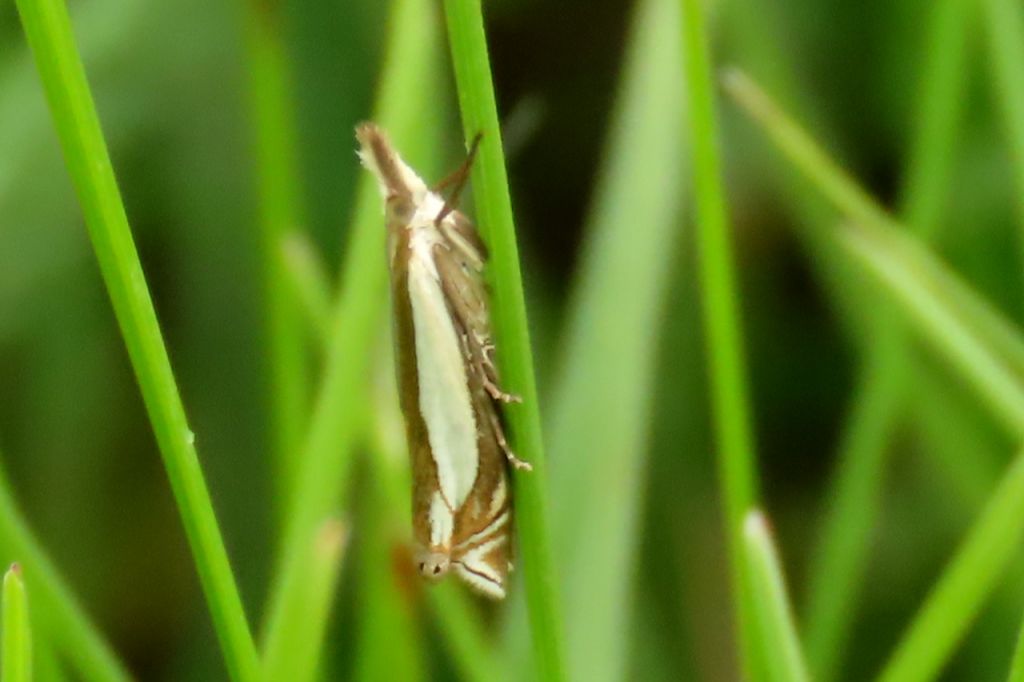 Crambidae