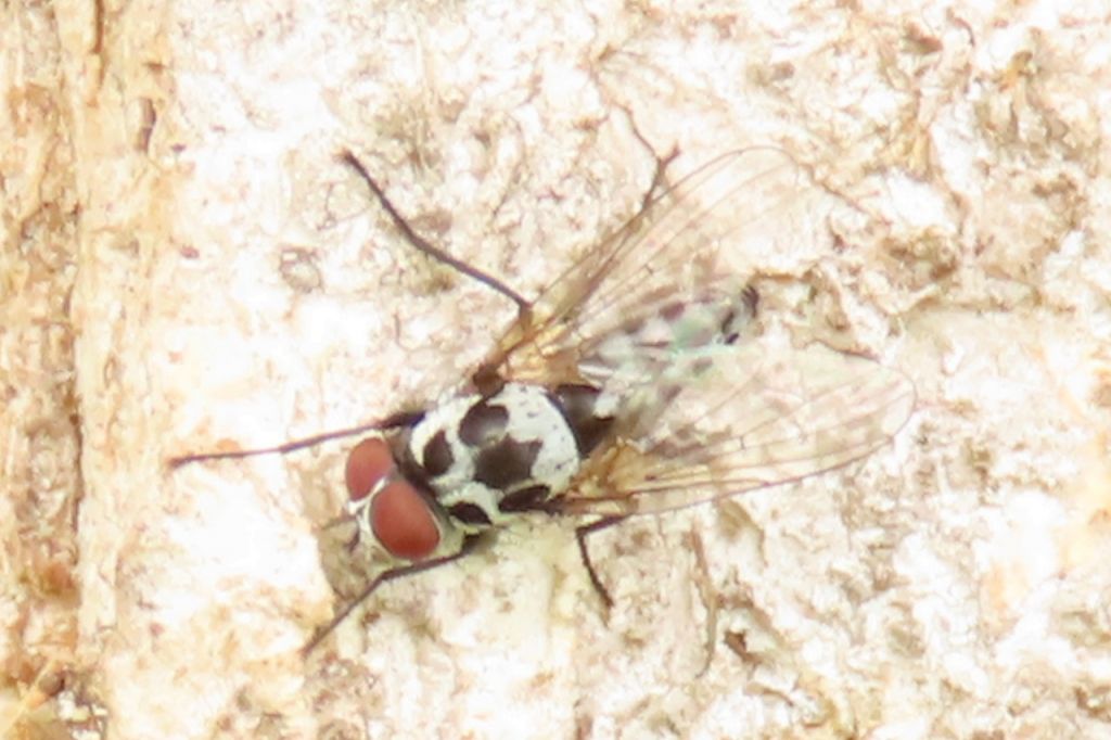 Anthomyia procellaris Rondani, 1866