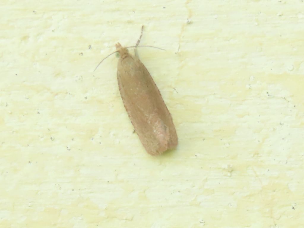 Lepidoptera Linnaeus, 1758