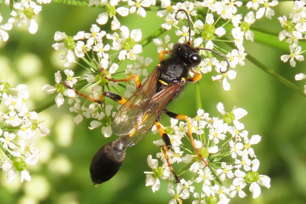 Sceliphron destillatorium (Illiger, 1807)