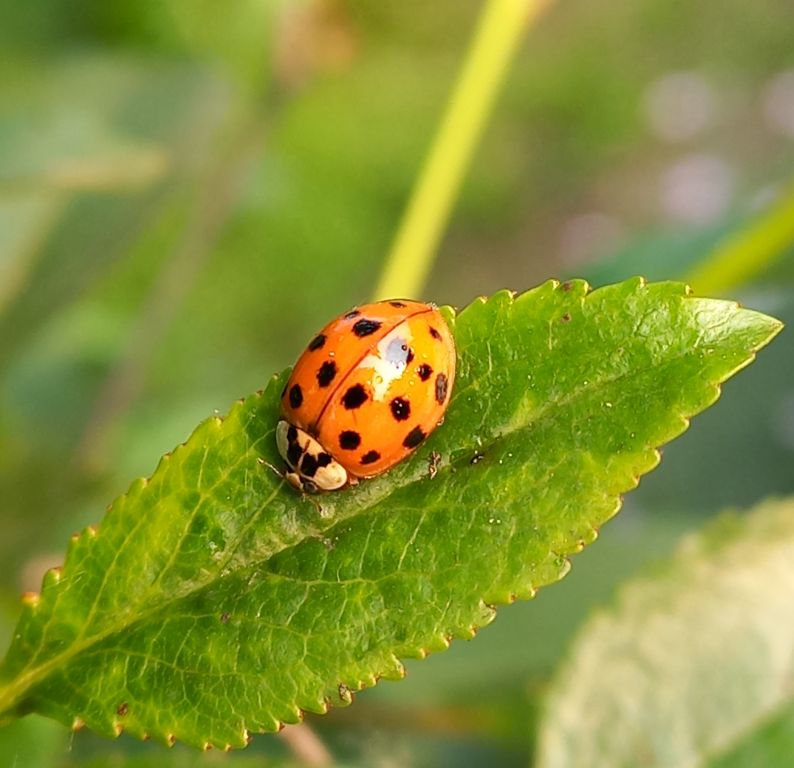 Harmonia axyridis (Pallas, 1773)