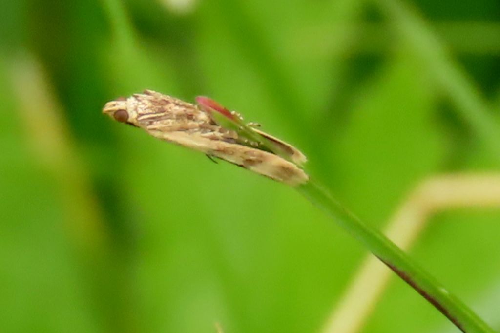 Lepidoptera Linnaeus, 1758