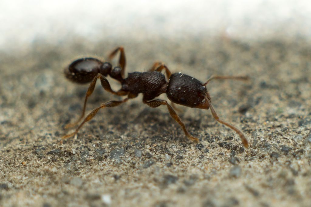 Imagen de Las Hormigas del pavimento