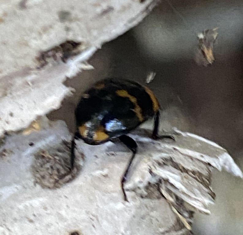 Diaperis boleti (Linnaeus, 1758)