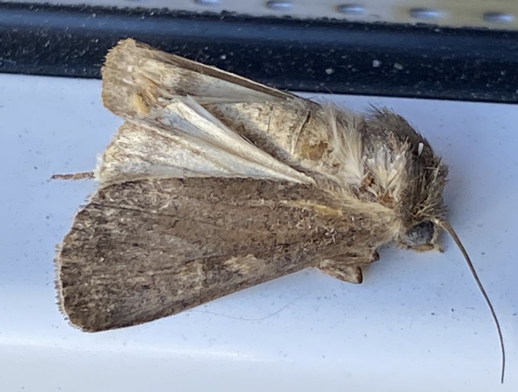 Xestia xanthographa (Denis & Schiffermüller, 1775)