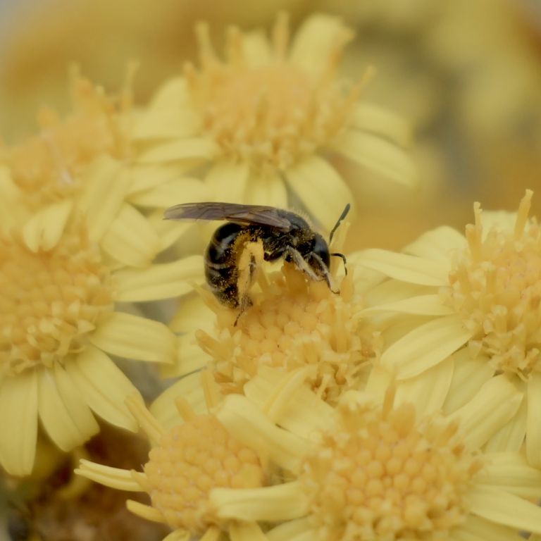 Lasioglossum